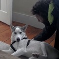 【動画】可愛いハスキー犬「ノー！」の一点張り