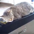 【動画】日常の風景になってる、改札機の上で寝る猫 画像