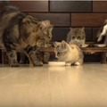 【動画】子猫と猫10匹、総勢11匹！の食事風景