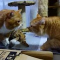 【動画】おもちゃの魚を狙ってお風呂に落ちてしまった猫