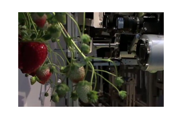 イチゴ収穫ロボット