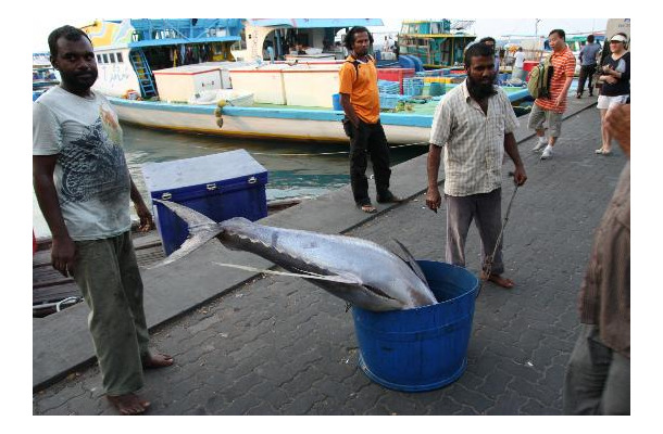 海外の魚市場の様子