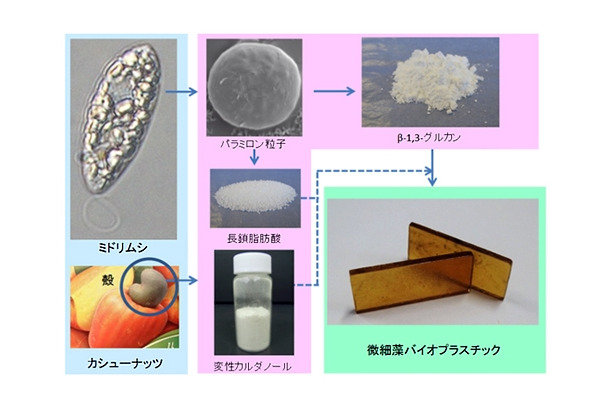 ミドリムシ/カシューナッツ殻から微細藻バイオプラスチックへの製造工程