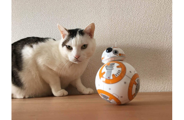 猫と「BB-8」による部屋のパトロール