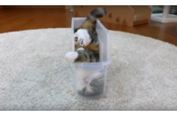 【動画】どうしても入りたい！ちょいデブ猫がスリムなケースに入るために試行錯誤