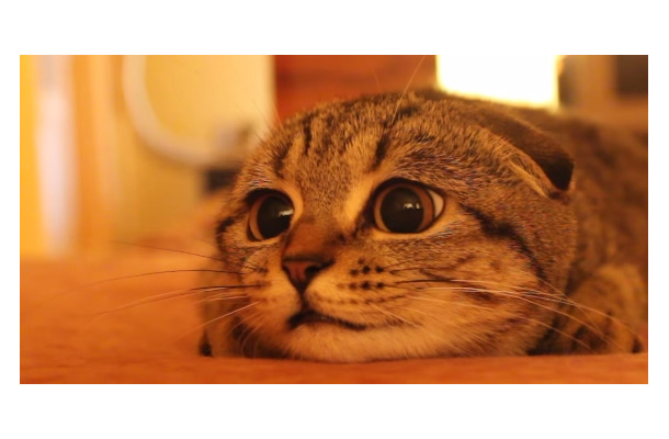 【動画】丸顔クリクリの目にやられる！スコティッシュの猫