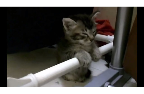 【動画】棒につかまって睡魔とたたかう子ネコ
