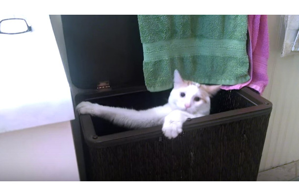 【動画】お風呂の洗面台に登りたい猫ちゃんが必死でよじ登ったら……