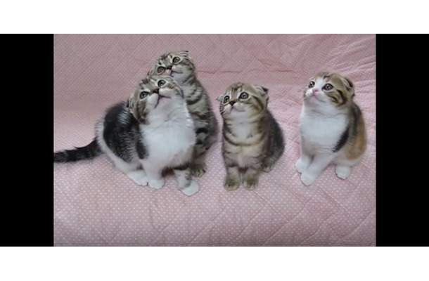 【動画】シンクロする4匹の子猫に悶絶