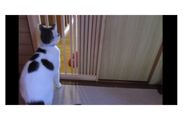 【動画】何度もコロンと前転をして脱走を試みるネコ