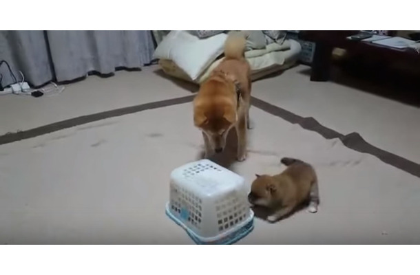 【動画】柴犬一家に起きた突然のハプニング