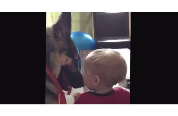 【動画】赤ちゃんを気遣うシェパード