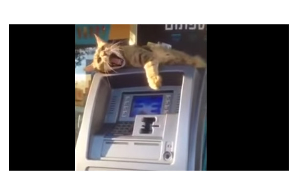 【動画】ATMでお金をおろそうとしたら猫が……