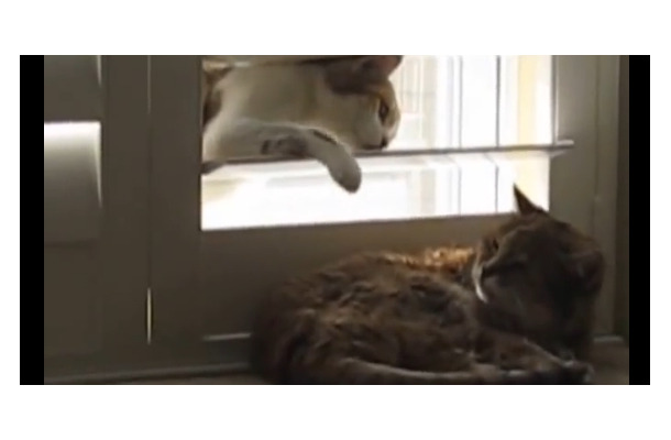 【動画】寝ているのにちょっかいをかける猫