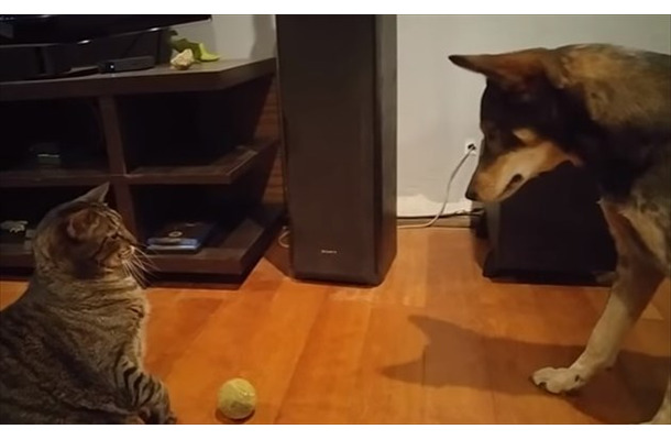 【動画】犬がボールを取ろうとすると猫が……