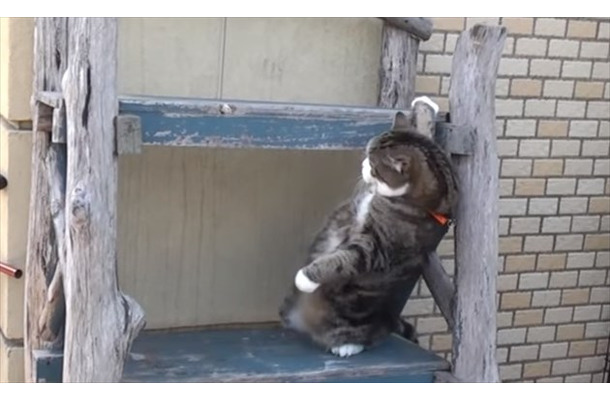 【動画】どうしても登りたいネコ