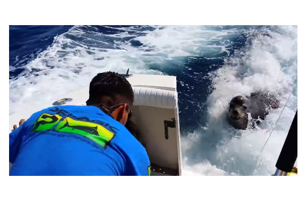 【動画】船に乗り込んできたアシカと、やさしい釣り人たちの不思議な出会い