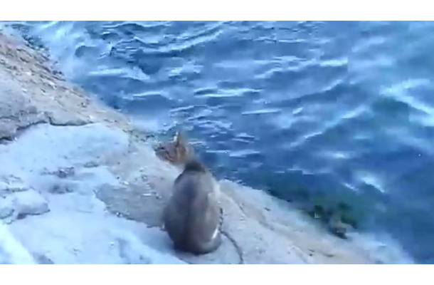【動画】お見事！猫が泳ぐ魚を見事に捕った瞬間