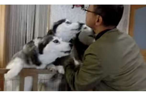 【動画】大喜び！お帰りの挨拶をするハスキー犬