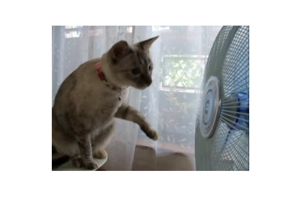【動画】頭もくるくる！扇風機が気になる猫