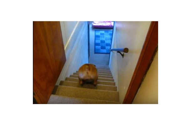 【動画】階段の上り下りが苦手なブルドッグ