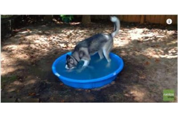 【動画】プールで大はしゃぎのハスキー犬
