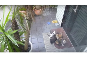 【動画】無邪気な野良猫の親子を窓からコッソリ撮影！ 画像
