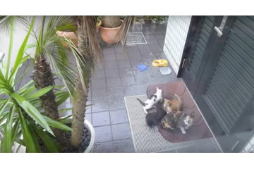 【動画】無邪気な野良猫の親子を窓からコッソリ撮影! 画像