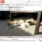 【コンパクトデジカメで猫動画 Vol.1】「EX-FH100」のHD（1280×720）をテスト 画像