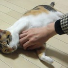 【コンパクトデジカメで猫動画 Vol.2】回転するネコ 画像