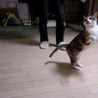【コンパクトデジカメで猫動画 Vol.3】走る猫をハイスピードで撮影 画像