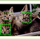 パナソニックシステムネットワークス、「鳥の顔」にも対応するペット認識機能を開発 画像