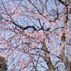 【スマホアプリ身勝手レビュー Vol.3】春だ！花見だ！アプリの花も咲く!? 画像