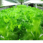 富士通、低カリウム野菜を栽培する国内最大規模の植物工場を運用開始……クリーンルームを転用 画像