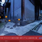 国内外で話題！猫目線で街めぐる広島キャットストリートビュー 画像