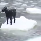流氷の上で動けない犬！勇気ある男性が救出 画像