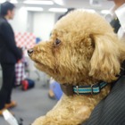 IoTのプロが愛犬用ウェアラブルを作った！富士通から「わんダント2」 画像