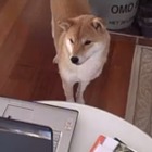 【動画】柴犬が釘付けになったパソコンの動画とは？ 画像