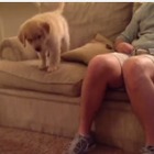 【動画】ソファから飛び降りるゴールデンの子犬にキュン死 画像
