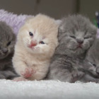 【動画】4匹の子猫！並んで鳴く姿がかわいすぎる 画像