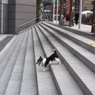 【動画】階段を利用して、1人でボール遊びを完結させる賢い犬 画像