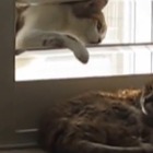 【動画】寝ているのにちょっかいをかける猫 画像