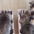 【動画】やっぱりネコは箱が好き 画像