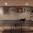 【動画】どうしても卓球に手を出したい猫さん 画像