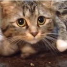 【動画】子猫を必死で守る母猫 画像