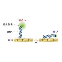 富士通、DNAを用いた革新的なバイオセンサー技術を開発 画像