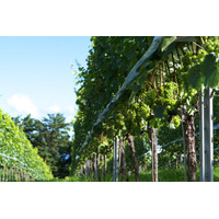 【視点】葡萄農場に気象センサーを設置！山梨県・三澤農場のワインづくり 画像