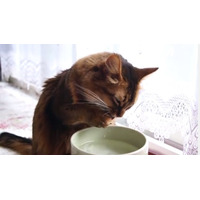 【動画】水の飲み方がまるでアライグマ？なネコ 画像