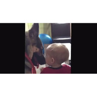 【動画】赤ちゃんを気遣うシェパード 画像