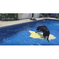 【動画】プールでサーフボードに乗る犬！最後には…… 画像